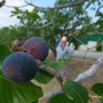 Bursa siyah incir ihracatı, olumsuz şartlara rağmen 2024’e göre yüzde 12,3 artışla 70,3 milyon dolara ulaştı.