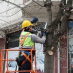 Küçükçekmece Belediyesi, ağaç budama işlemlerinden elde edilen dallarla ihtiyaç sahiplerine yakacak sunuyor.