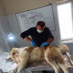 HAKKARİ (İHA) – Hakkari’de bir çoban köpeği kurdun saldırısında yaralandı.