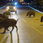 Kuşadası’nda Şehir Merkezinde Domuzlar Yiyecek Ararken Görüntülendi