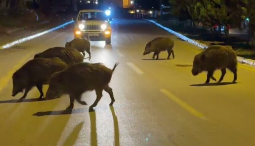 Kuşadası’nda Şehir Merkezinde Domuzlar Yiyecek Ararken Görüntülendi Kuşadası’nda Şehir Merkezinde Domuzlar Yiyecek Ararken Görüntülendi