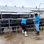 Kütahya’da Brezilya’dan ithal edilen erkek sığırlar için yerli üretim çalışmaları devam ediyor.