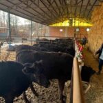 Kütahya’da “Kırsaldaki Hayvancılığa Destek” projesi çerçevesinde büyükbaş hayvan muayeneleri yapıldı.