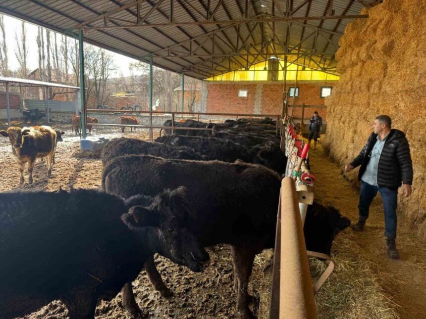 Kütahya’da “Kırsaldaki Hayvancılığa Destek” projesi çerçevesinde büyükbaş hayvan muayeneleri yapıldı. Kütahya’da “Kırsaldaki Hayvancılığa Destek” projesi çerçevesinde büyükbaş hayvan muayeneleri yapıldı.