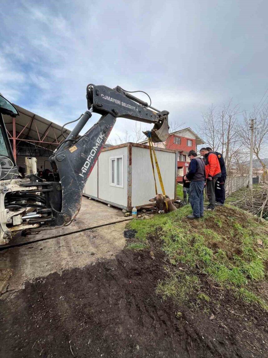 Düzce’de kuyuya düşen inek, belediye ekipleri tarafından kurtarıldı.