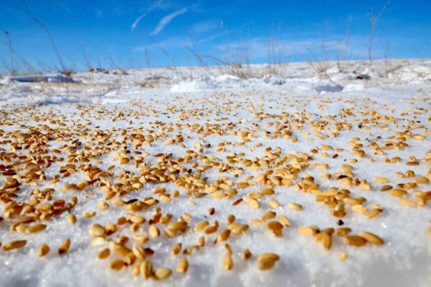 Darende’de Yaban Hayvanları İçin Kar Yağışı Sonrası Doğaya Buğday ve Ekmek Bırakıldı