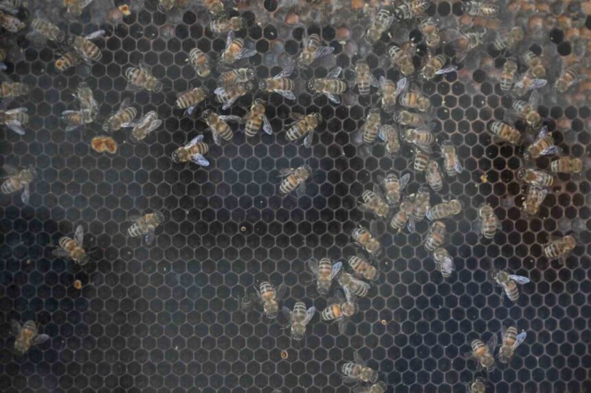 Manisa Büyükşehir Belediyesi, 2025’te 144 milyon liralık yatırım ile kırsal kalkınmayı destekliyor.