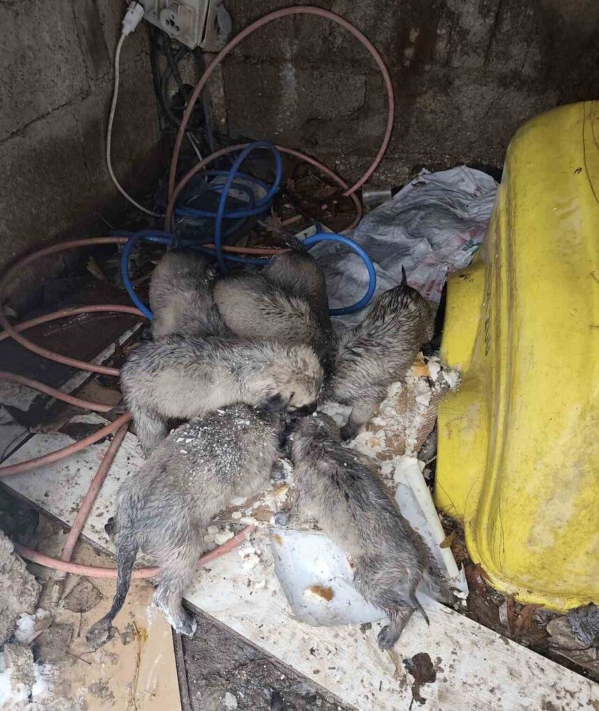 Mazıdağı’nda 7 yavru köpek kar altında terk edildi, Cahit Öztemel hayvanları kurtardı. Mazıdağı’nda 7 yavru köpek kar altında terk edildi, Cahit Öztemel hayvanları kurtardı.