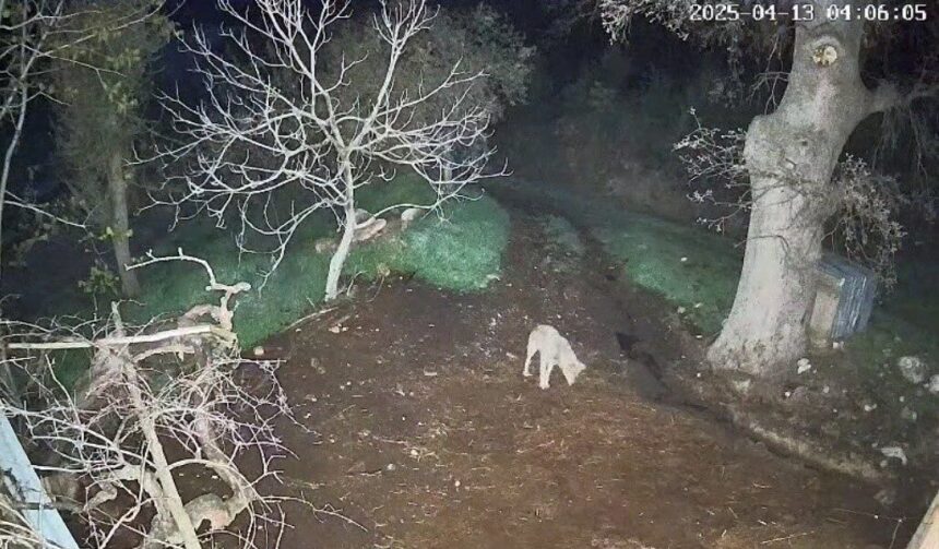 Menteşe’de kurt saldırısı sonucu 3 koyun telef oldu. Olay mahallede kaygı yarattı.