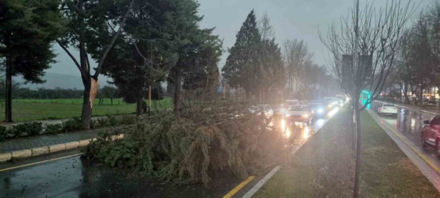 Menteşe’de Fırtına Nedeniyle Devrilen Ağaç Trafiği Engelledi, Ekipler Görevlendirildi Menteşe’de Fırtına Nedeniyle Devrilen Ağaç Trafiği Engelledi, Ekipler Görevlendirildi