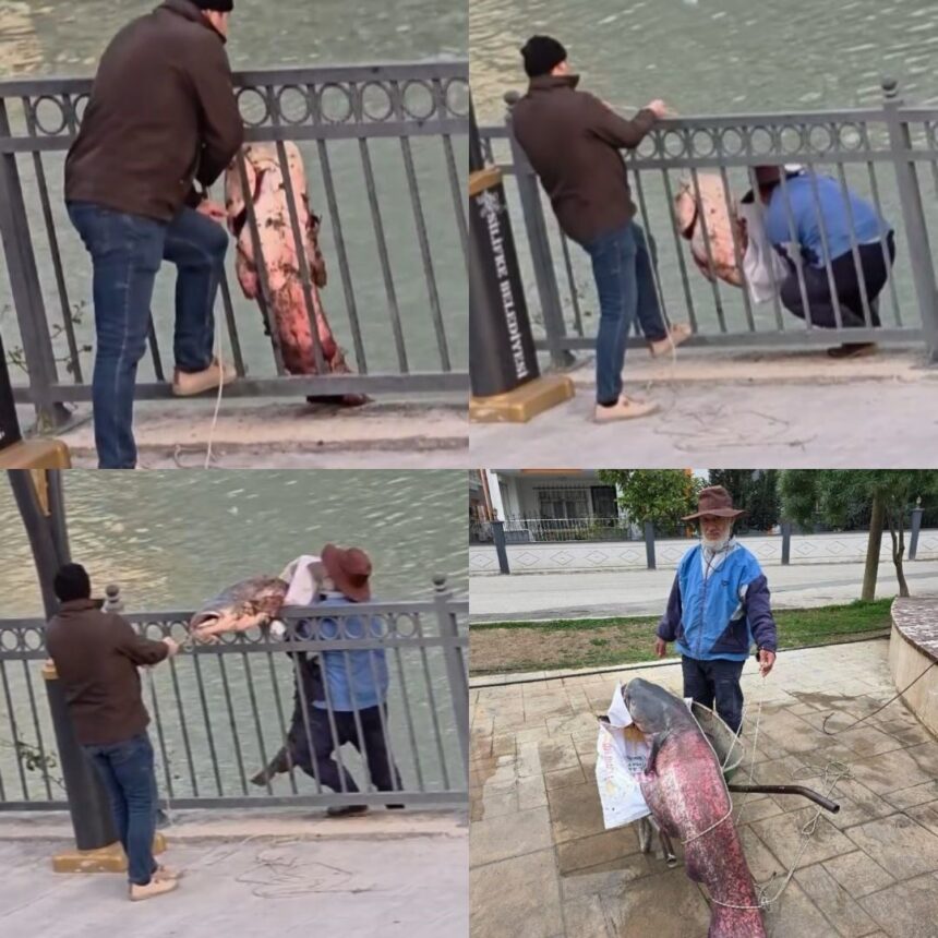 Silifke’deki Göksu Nehri’nde balık avlayan bir kişi dev yayın balığını güçlükle karaya çıkardı. Silifke’deki Göksu Nehri’nde balık avlayan bir kişi dev yayın balığını güçlükle karaya çıkardı.