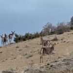 Eskişehir’de karayolunu geçerken kaçışan 10 geyiğin görüntüleri bir vatandaş tarafından kaydedildi.