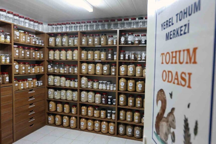 Muğla Büyükşehir Belediyesi, ata tohumlarını korumak ve yaygınlaştırmak için Yerel Tohum Merkezi’ni kurdu. Muğla Büyükşehir Belediyesi, ata tohumlarını korumak ve yaygınlaştırmak için Yerel Tohum Merkezi’ni kurdu.