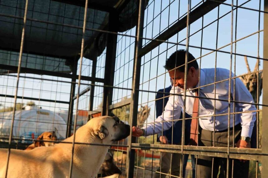 Muğla’da Sahipsiz Hayvanlar İçin Yeni Bakımevi: 4 Bin 34 Hayvan Yeni Yuvasına Kavuştu Muğla’da Sahipsiz Hayvanlar İçin Yeni Bakımevi: 4 Bin 34 Hayvan Yeni Yuvasına Kavuştu