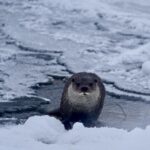 Muş’taki dondurucu havada Karasu Nehri’nde su samuru görüntülendi, fotoğrafı çekildi.