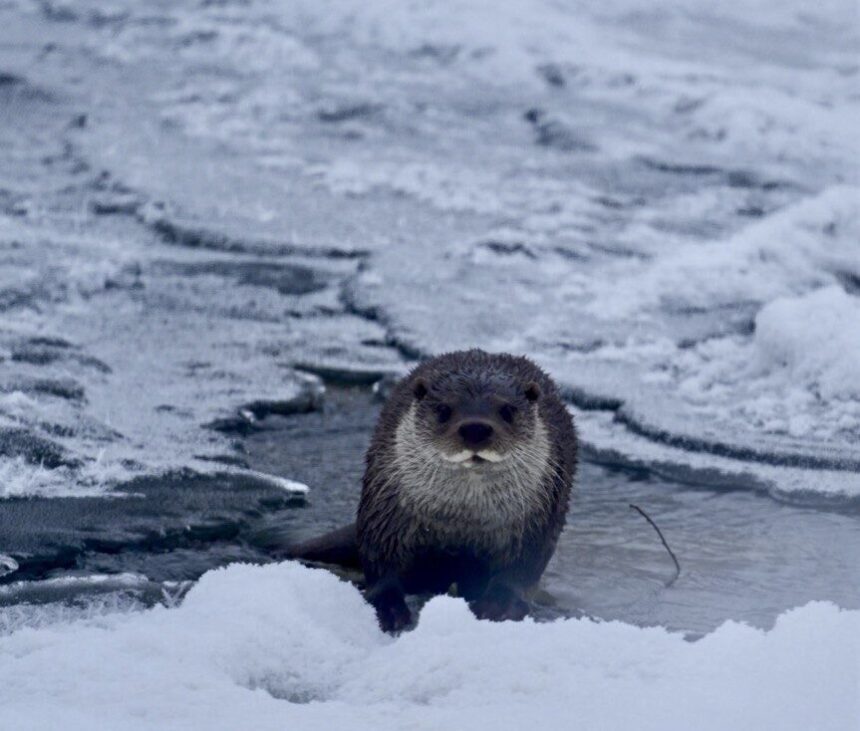 Muş’taki dondurucu havada Karasu Nehri’nde su samuru görüntülendi, fotoğrafı çekildi. Muş’taki dondurucu havada Karasu Nehri’nde su samuru görüntülendi, fotoğrafı çekildi.