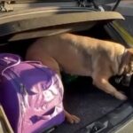 Samsun’da narkotik köpeği Pera, gizlenmiş uyuşturucuyu tespit etti.