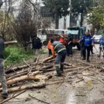 Nazilli Belediyesi, yoğun yağış sonrası devrilen ağaçlara hemen müdahale etti.