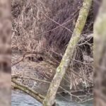 Sinop’un Boyabat ilçesinde, nesli tehlikede olan üç su samuru görüntülendi.