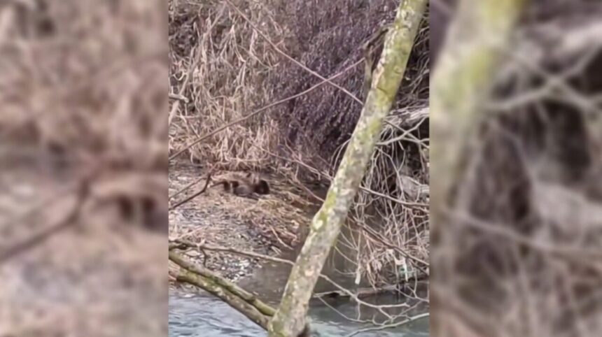 Sinop’un Boyabat ilçesinde, nesli tehlikede olan üç su samuru görüntülendi. Sinop’un Boyabat ilçesinde, nesli tehlikede olan üç su samuru görüntülendi.
