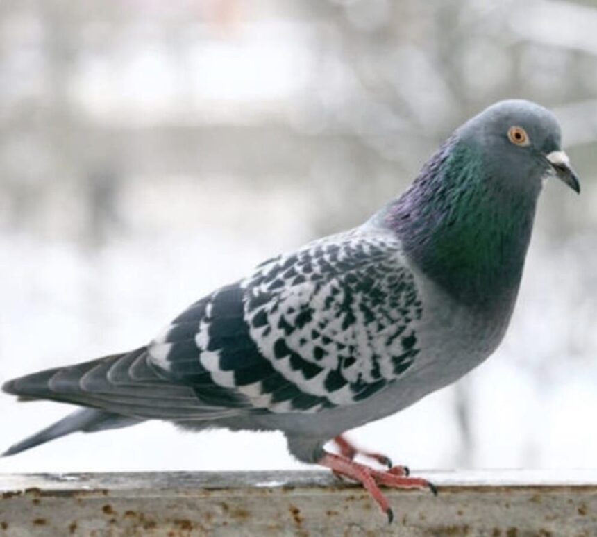 Adana’da kasklı şahıs, apartmanın asansörüne idrar yaptıktan sonra kuşları çaldı.