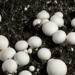 Bulancak’taki Mesleki ve Teknik Anadolu Lisesi’nde kültür mantarı hasadı başarıyla gerçekleştirildi.