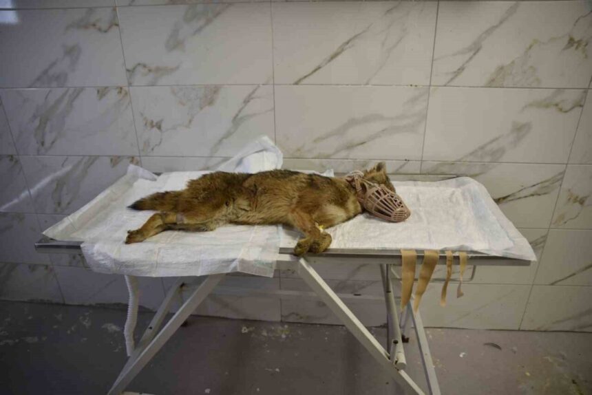 Samsun Atakum’da bitkin haldeki çakal, hayvan hastanesinde tedavi altına alındı; virüs tespit edildi. Samsun Atakum’da bitkin haldeki çakal, hayvan hastanesinde tedavi altına alındı; virüs tespit edildi.