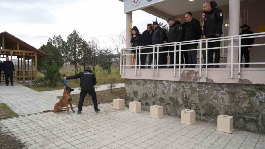 SAMSUN (İHA) – Ondokuz Mayıs Üniversitesi’nde yetiştirilen görev köpeği “Pars”, Samsun Emniyetine teslim edildi. SAMSUN (İHA) – Ondokuz Mayıs Üniversitesi’nde yetiştirilen görev köpeği “Pars”, Samsun Emniyetine teslim edildi.
