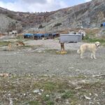 Eskişehir’deki hayvanseverler, zorlu kış koşullarında sokak köpekleri için barınaklar ve besleme noktaları oluşturuyor.