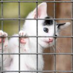 Osmangazi Belediyesi, sokak hayvanlarının yaşam koşullarını iyileştirme çalışmalarını sürdürüyor.