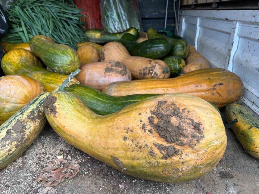 Gazi Tarım A.Ş., doğal yöntemlerle 30 kilogram Kıbrıs bal kabağı üretimi gerçekleştirdi.