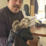 Hatay’da yaralı bulunan şahin, vatandaş tarafından ekiplerine teslim edildi.