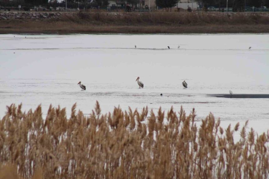 Beyşehir Gölü Milli Parkı, bu kış göçmen pelikanlara ev sahipliği yaptı. Beyşehir Gölü Milli Parkı, bu kış göçmen pelikanlara ev sahipliği yaptı.