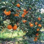 Hatay’da narenciye bahçesinden 25 bin TL değerinde 2,5 ton portakal çalan 5 kişi jandarma tarafından yakalandı.