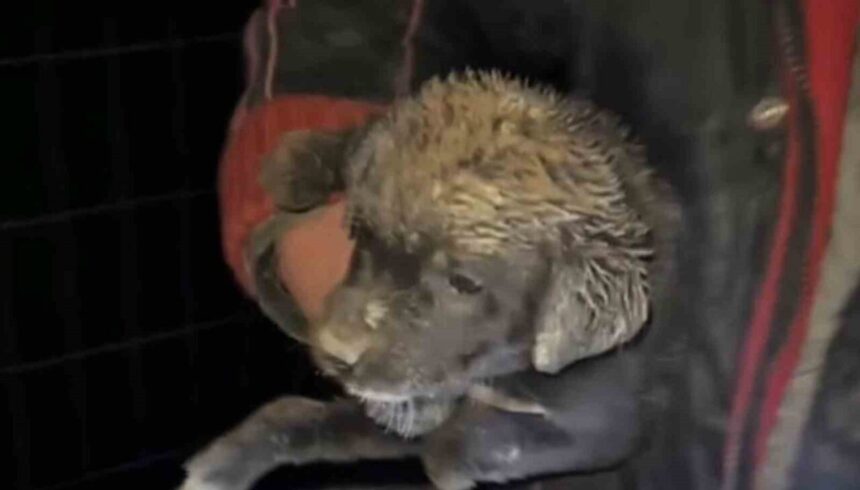 Samsun’da Zabıta Ekipleri Yavru Köpeği Çukurdan Kurtardı Samsun’da Zabıta Ekipleri Yavru Köpeği Çukurdan Kurtardı