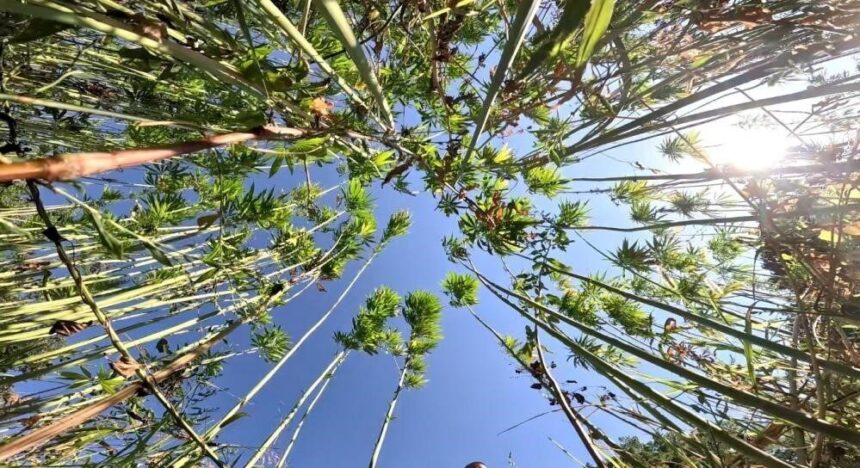 Samsun’da kenevir üretimi için başvurular 1 Ocak–1 Nisan 2026 tarihleri arasında yapılacak. Samsun’da kenevir üretimi için başvurular 1 Ocak–1 Nisan 2026 tarihleri arasında yapılacak.