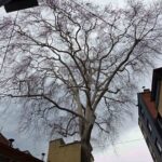 Samsun’daki koruma altındaki 11 anıt çınardan biri, 160 yıllık çınar heybetiyle göz dolduruyor.