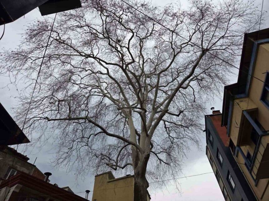 Samsun’daki koruma altındaki 11 anıt çınardan biri, 160 yıllık çınar heybetiyle göz dolduruyor. Samsun’daki koruma altındaki 11 anıt çınardan biri, 160 yıllık çınar heybetiyle göz dolduruyor.