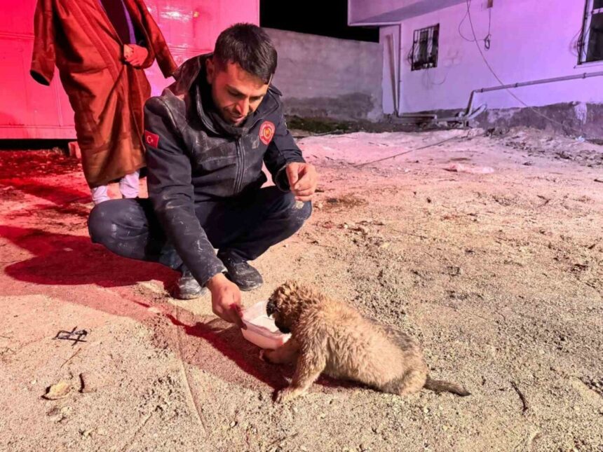 Şanlıurfa’da 20 metre derin sondaj kuyusuna düşen yavru köpek, 5 saatlik çalışmalarla kurtarıldı. Şanlıurfa’da 20 metre derin sondaj kuyusuna düşen yavru köpek, 5 saatlik çalışmalarla kurtarıldı.