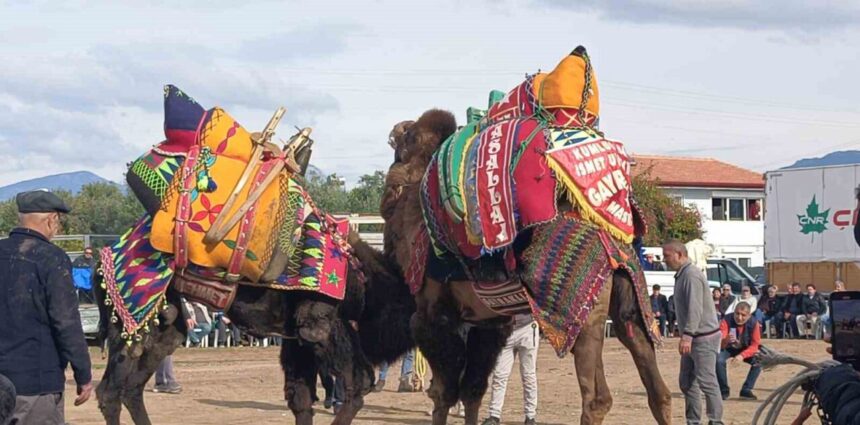 Şap hastalığı nedeniyle şehirlerarası hayvan taşımacılığına getirilen yasak deve güreşlerini etkiledi.
