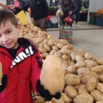 Sarıgöl pazarında dev patatesler, pazarcı Osman Ayşakar’ın tezgahında dikkat çekiyor.