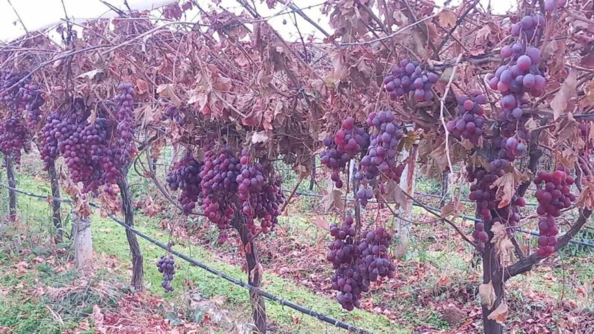 Sarıgöl’de Üzüm Üreticisi, Dalında Taze Kaldırdığı Üzümleri Yılbaşı Hediyesi Olarak Dağıttı
