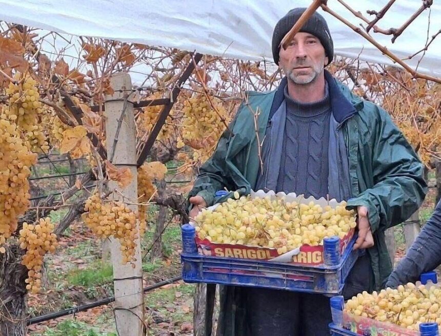 Sarıgöl’de Üzüm Üreticisi Yeni Yılda Taze Üzümlerini Satışa Sunmaya Devam Ediyor