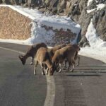 Dağ keçileri Vauk Dağı çevresinde bir ailenin yolculuğuna eşlik etti.