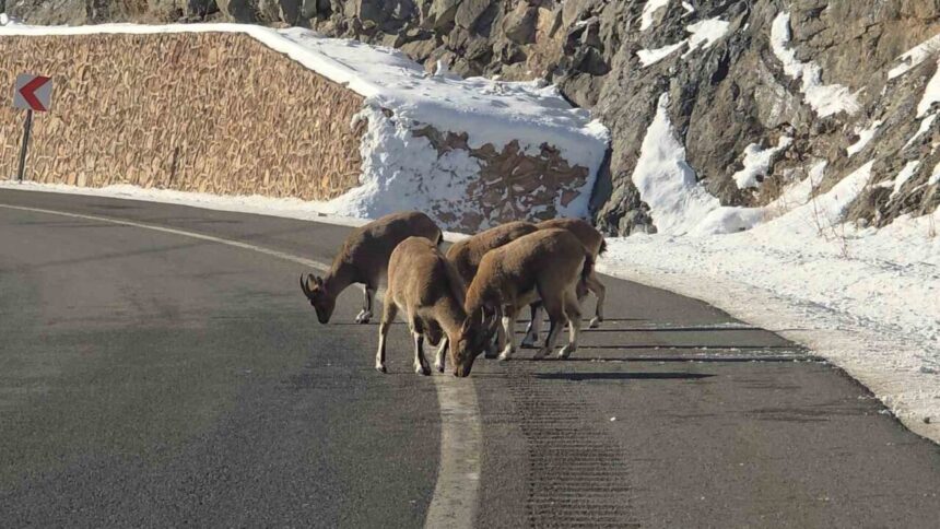 Dağ keçileri Vauk Dağı çevresinde bir ailenin yolculuğuna eşlik etti. Dağ keçileri Vauk Dağı çevresinde bir ailenin yolculuğuna eşlik etti.