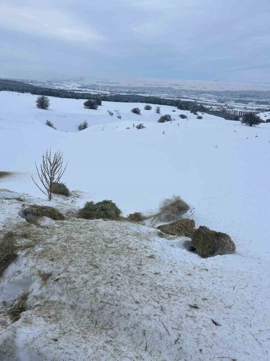 Sivas Cumhuriyet Üniversitesi, ağır kış koşullarında yabani hayvanlar için doğaya yem bıraktı. Sivas Cumhuriyet Üniversitesi, ağır kış koşullarında yabani hayvanlar için doğaya yem bıraktı.