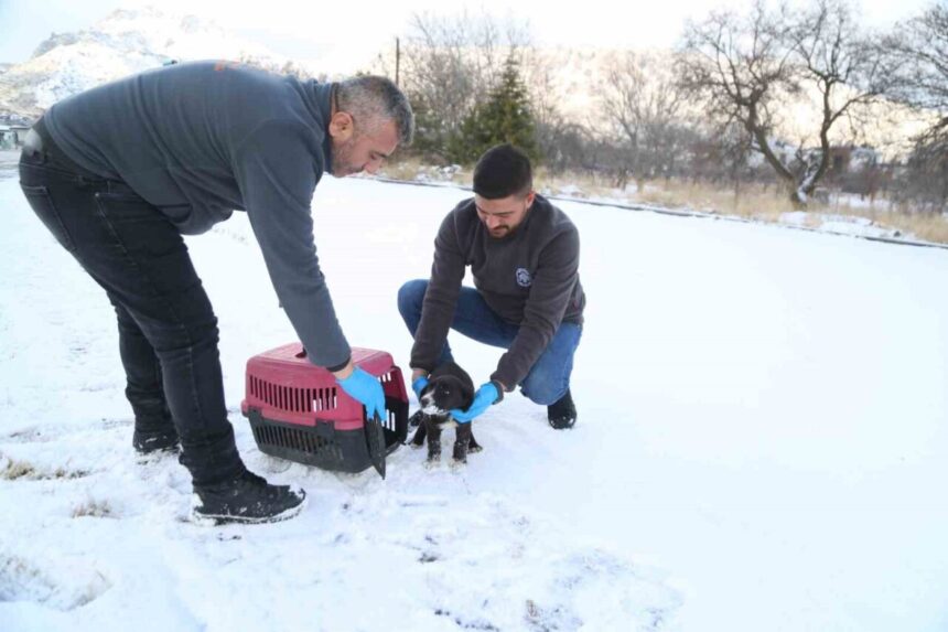 Melikgazi Belediyesi, 2025’te yardıma muhtaç 4.300 sokak hayvanına ‘Sevimli Dost Ambulansı’ ile destek sağladı.