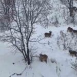 Siirt’te nesli tehlikede olan yaban keçileri sürü halinde görüldü.