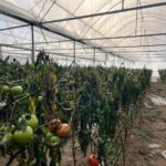 Simav’da Soğuk Hava Etkisiyle Seralarda Don Zararları Tespit Edildi