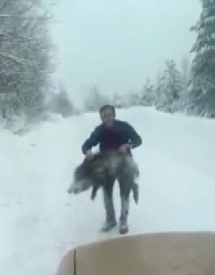 Sinop’ta bir kişi yaban domuzunu yakalayarak geri bırakma anını görüntüledi.